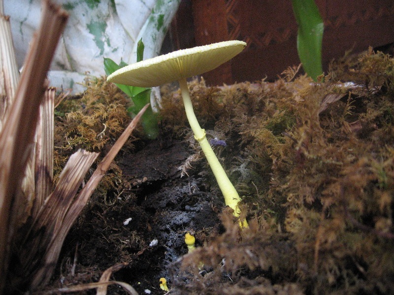 funghi nel vaso - Leucoprinus birnbaumii  (Corda) Singer